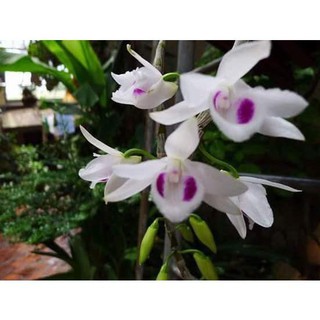 ⚡FLASH SALE⚡ Hoa lan phi điệp  5 ct cánh trắng