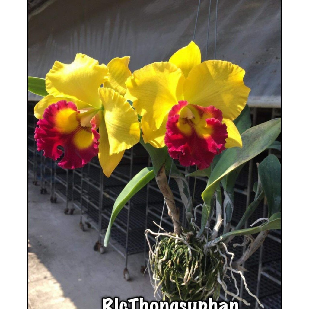 Lan Cattleya TEM chuẩn màu Vàng nhập Thái - Giao cây như hình 2 - Rlc.Thongsuphan - Rau&Hoa Shop