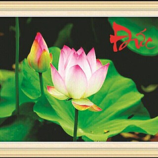 Tranh Đính Đá ĐỨC -HOA SEN (88701)64×50cm Chưa Đính.