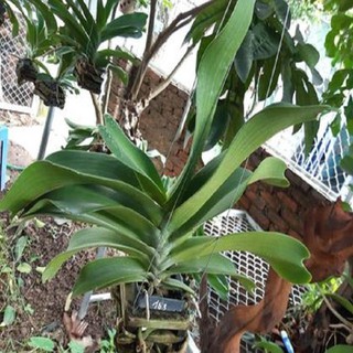 Hoa lan giáng hương ngọc điểm trắng(đai châu trắng)