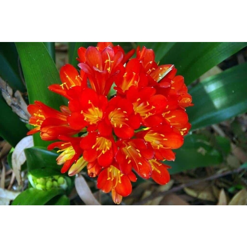 Củ hoa lan quân tử Chơi tết