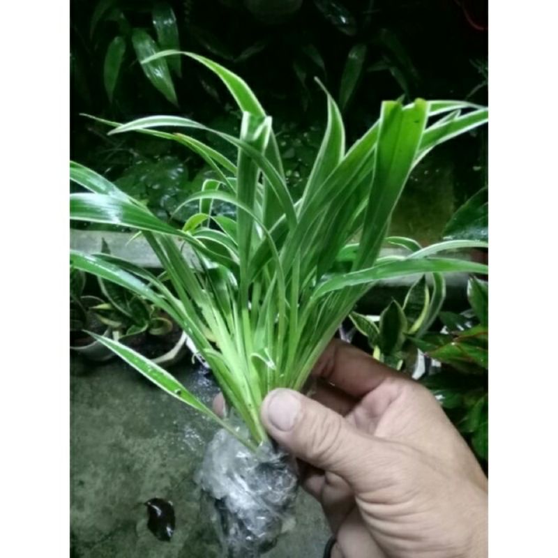 Cây Lan Chi  / Cây Mẫu Tử