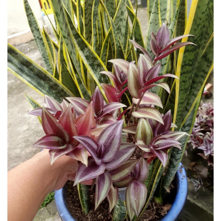 Cây thủy sinh các loại.