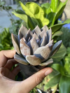 SEN ĐÁ NÂU TÍM GIỐNG MỚI 4-6cm