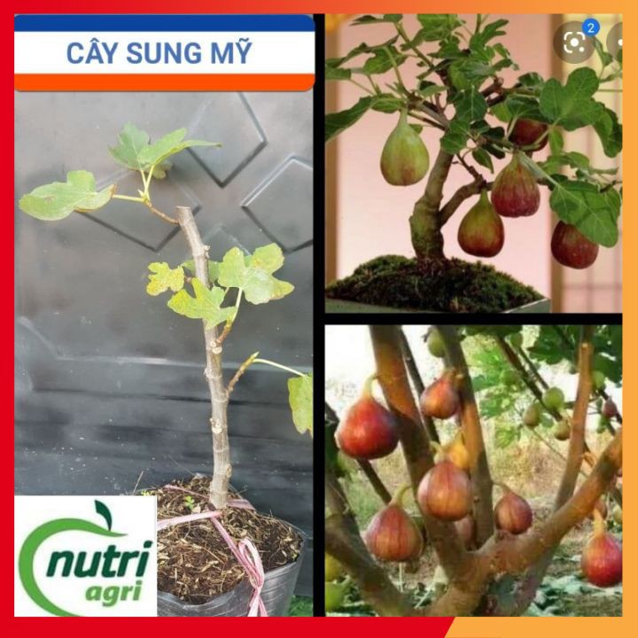 Cây Sung Mỹ trái to - Sung Ngọt Cây giống trồng Chậu khỏe đẹp đúng giống-Giống Bến Tre