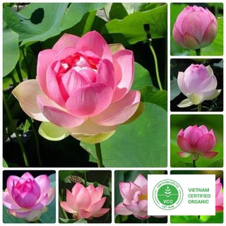 10 Hạt giống Sen ta (kèm Hướng dẫn ươm) THUTHUY