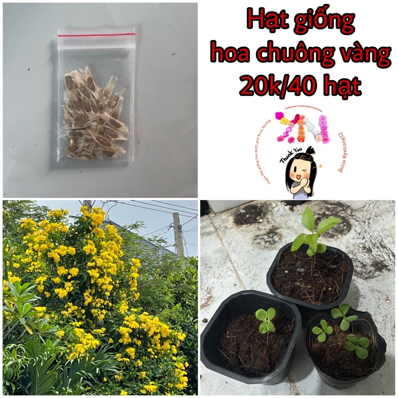 Hạt giống hoa chuông vàng tự thu