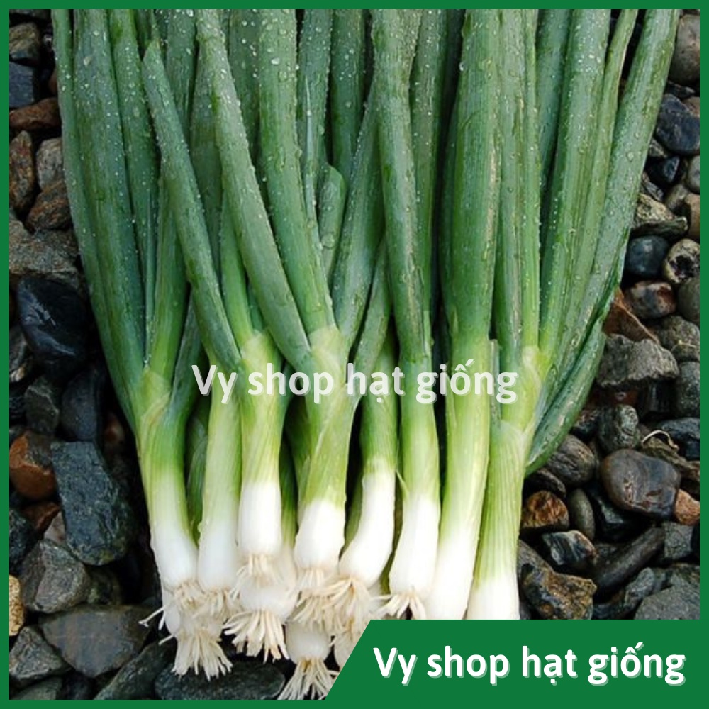 Hạt giống hành lá Bunching cọng to Thái Lan nguyên gói 350 hạt