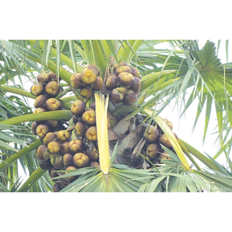 Đường Thốt Nốt Thái Lan 500g Chính Hãng