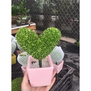 Cây may mắn hình cute xỉu luôn