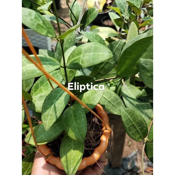 Cẩm cù Hoya Eliptica