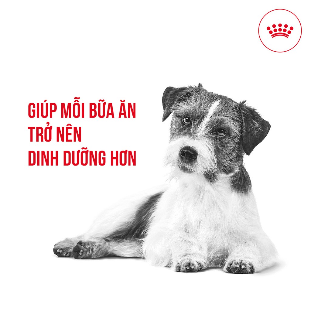 ROYAL CANIN - MINI STARTER MOTHER &amp; BABYDOG [ CHÍNH HÃNG ] - CHO CHÓ MẸ VÀ CHÓ CON GIỐNG NHỎ