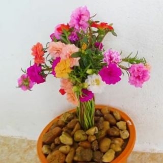 hoa mười h(0.3kgđủ 9 màu)