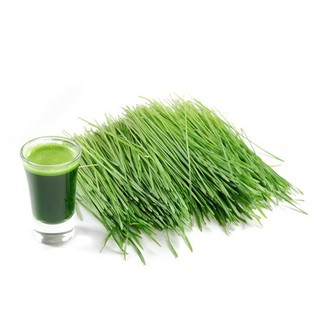 Hạt giống cỏ lúa mì