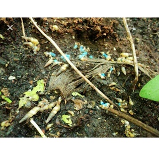 bả sên vịt vàng gói 300g ( tách lẻ 100g giá 15k)