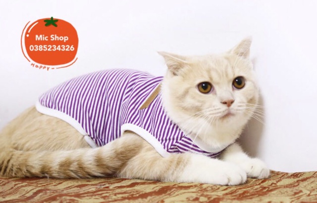 ❌ Áo cotton kẻ ngang Classic