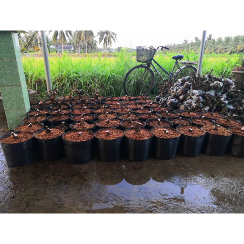 Cây Mai Chiếu Thủy Trung Nu. NHÁNH CHIẾT