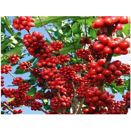Cà phê Robusta nguyên chất 250g - Thucoffee | BigBuy360 - bigbuy360.vn