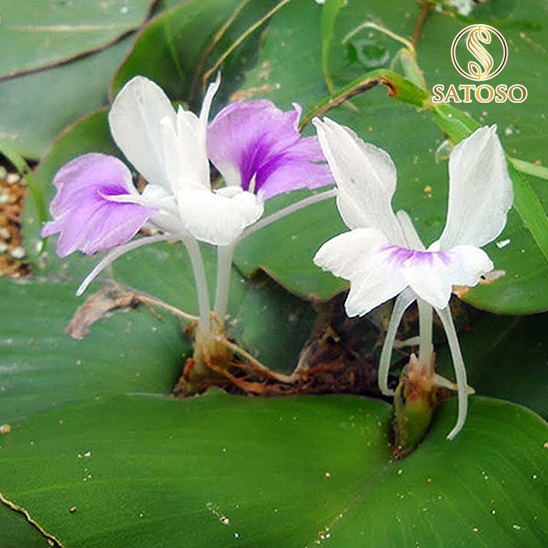 Củ địa liền hàng chuẩn 1kg tốt cho dạ dày giảm đau nhức xươ ng khớp SATOSO SA81