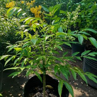 Cây cóc thái đang hoa trái nhỏ