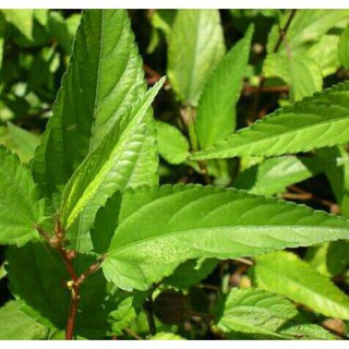 Hạt rau đay đỏ - gói 10 gram