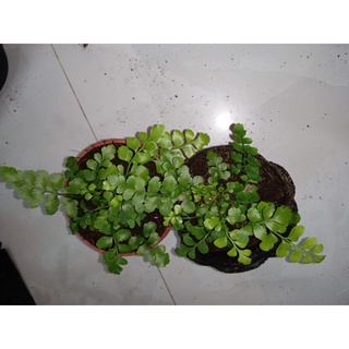 Cây dương xỉ hạt lựu