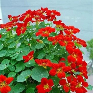 Hạt giống hoa sen cạn