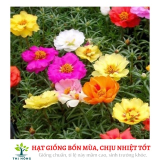 Hạt giống hoa mười giờ mix 50H (mười giờ Mĩ, nhiều màu, trồng quanh năm)