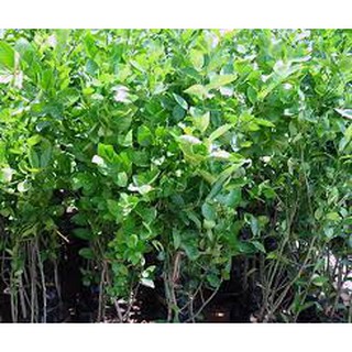 Cây Chanh Giấy chậu to cao 60-80cm