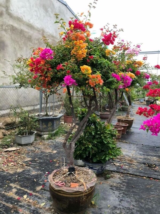 hoa  giấy  5mau