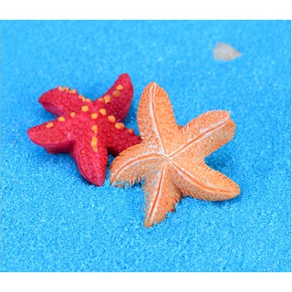 Combo đôi sao biển trang trí tiểu cảnh, bonsai