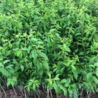 Com bo 2 Cây mận tam hoa