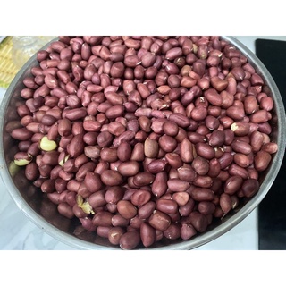 Lạc Đỏ Thái Bình - Lạc đỏ nhà trồng