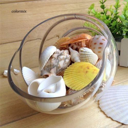 100G Vỏ sò các loại dùng trang trí bể cá độc đáo
