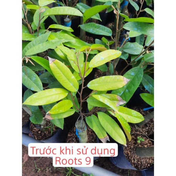 Roots 9 - Siêu dưỡng rễ