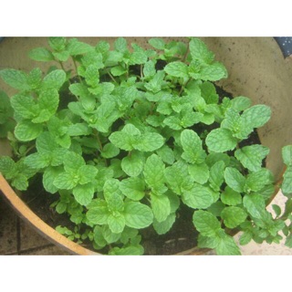 Hạt giống Húng bạc hà (húng lủi) ☘️