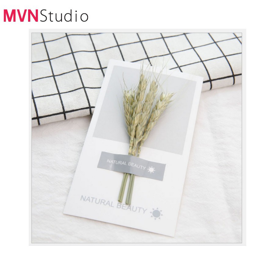 MVN Studio - 7 mẫu thiệp cây, hoa, lá khô phụ kiện trang trí đạo cụ chụp ảnh