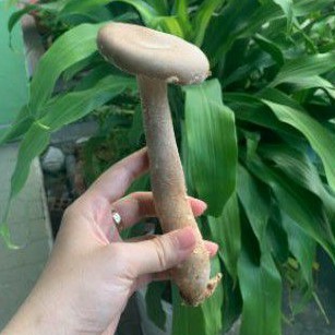 phôi nấm chân dài 🍄🍄🍄