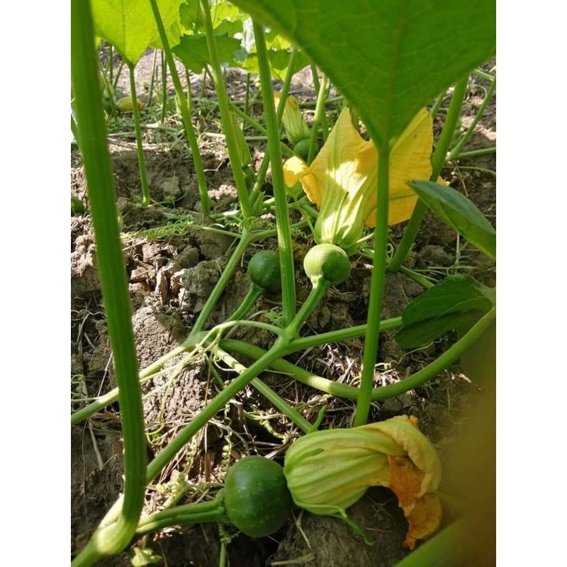 Bí ăn non lai F1 HMT 48