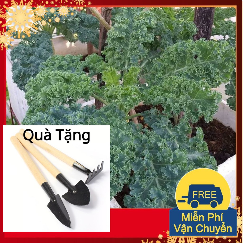 Hạt Giống Rau Cải Xoăn Xanh Kale Tặng Bộ Dụng Cụ Mini Trồng Cây Tặng Bộ Dụng Cụ Mini Trồng Cây