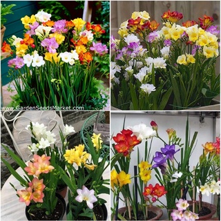 Bộ 3 củ giống hoa nam phi nhiều màu KNS2