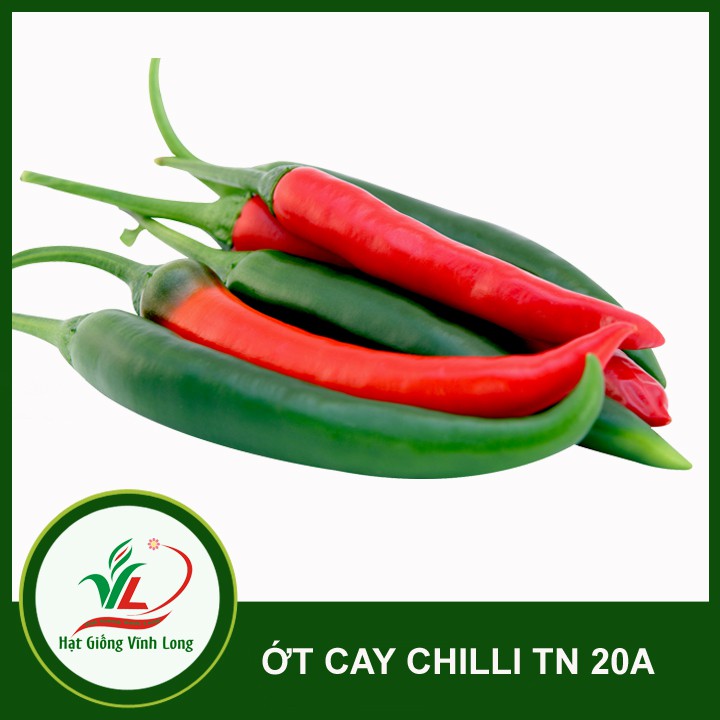 Hạt giống Ớt sừng cay Chilli TN 20A - 1g