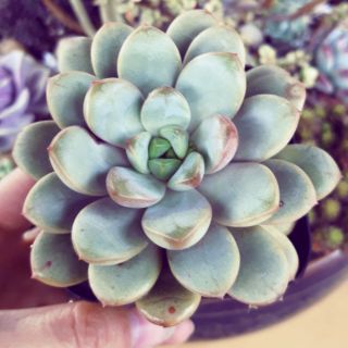 Sen đá mắt nai