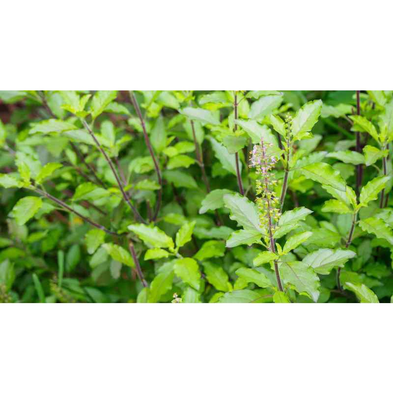 Hạt giống rau thơm Hương nhu trắng nhập Thái lan nguyên gói (Holy Basil)