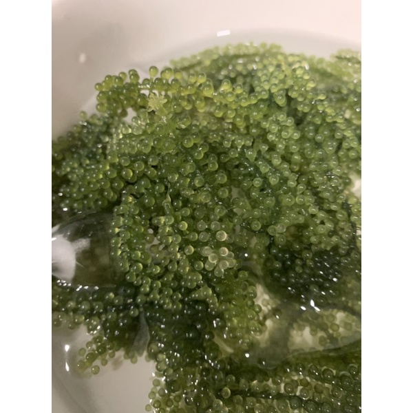 💥25g NỞ RA 70g💥Rong Nho Tách Nước KHÁNH HÒA - NHA TRANG - NỞ GẤP 3 LẦN Xuất Khẩu- Công Nghệ Tách Nước Tiêu Chuẩn Nhật | BigBuy360 - bigbuy360.vn