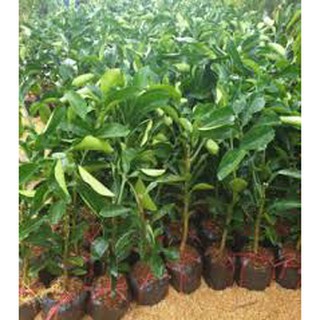 Cây bưởi Ruby ghép Thái Lan cao 80-100cm.