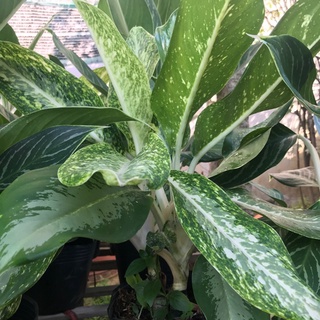 Cây bạch mã hoàng tử + tặng phân bón