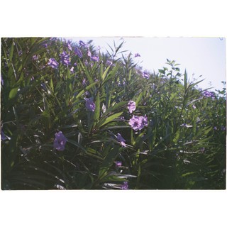 Fuji 100 - 24 kiểu ( date 12/ 1999 ) - đã chụp test