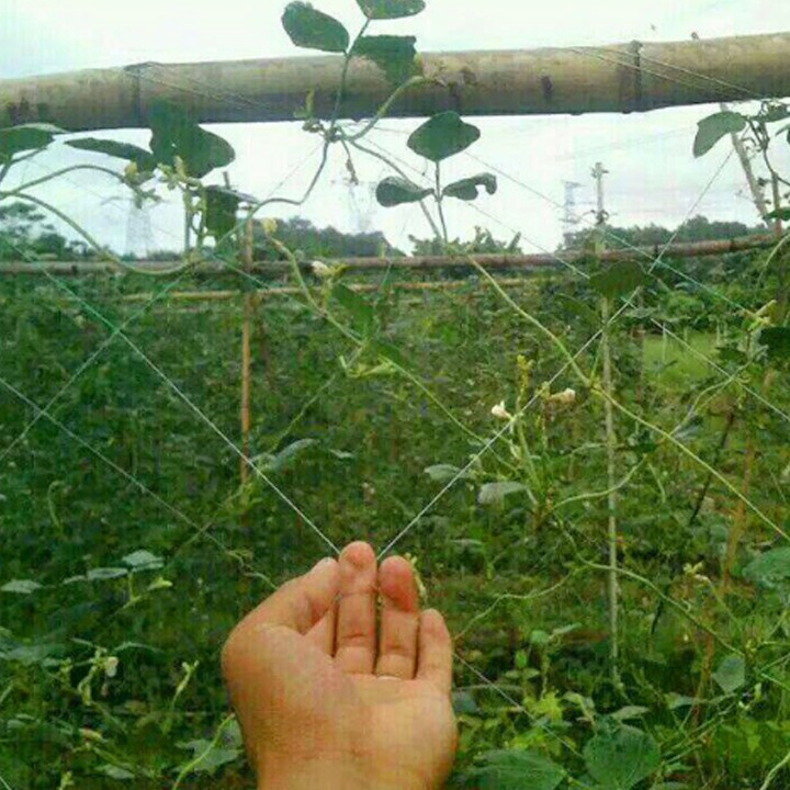 Lưới Làm Giàn Leo Cho Cây Trồng Thân Leo - lưới trồng cây leo NNTM