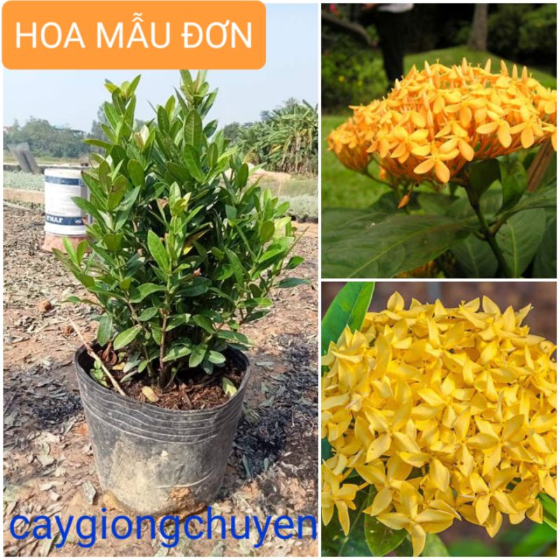 CÂY HOA MẪU ĐƠN HOA VÀNG (ảnh tự chụp)